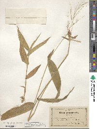 Dichanthelium latifolium image