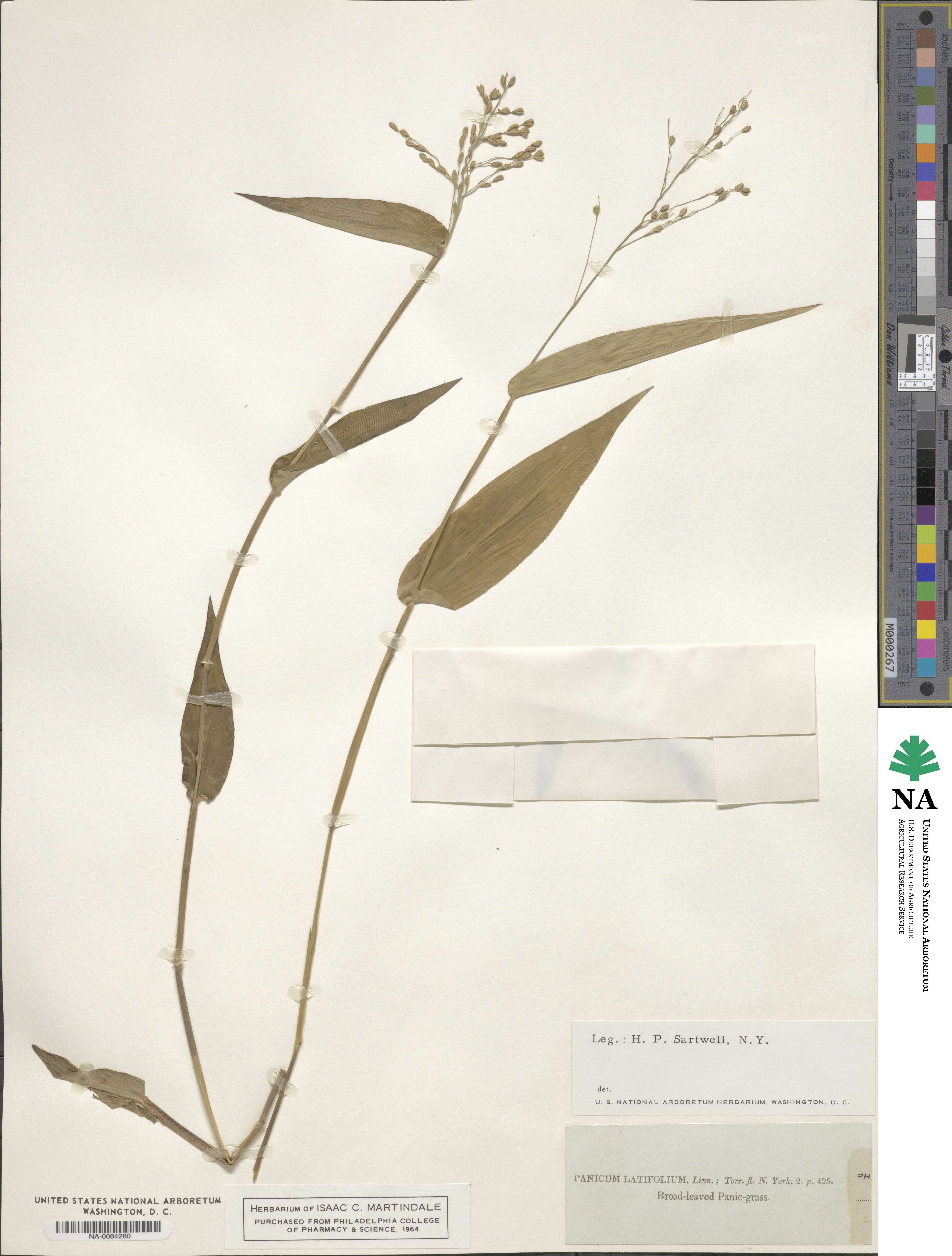 Dichanthelium latifolium image