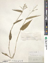 Dichanthelium latifolium image