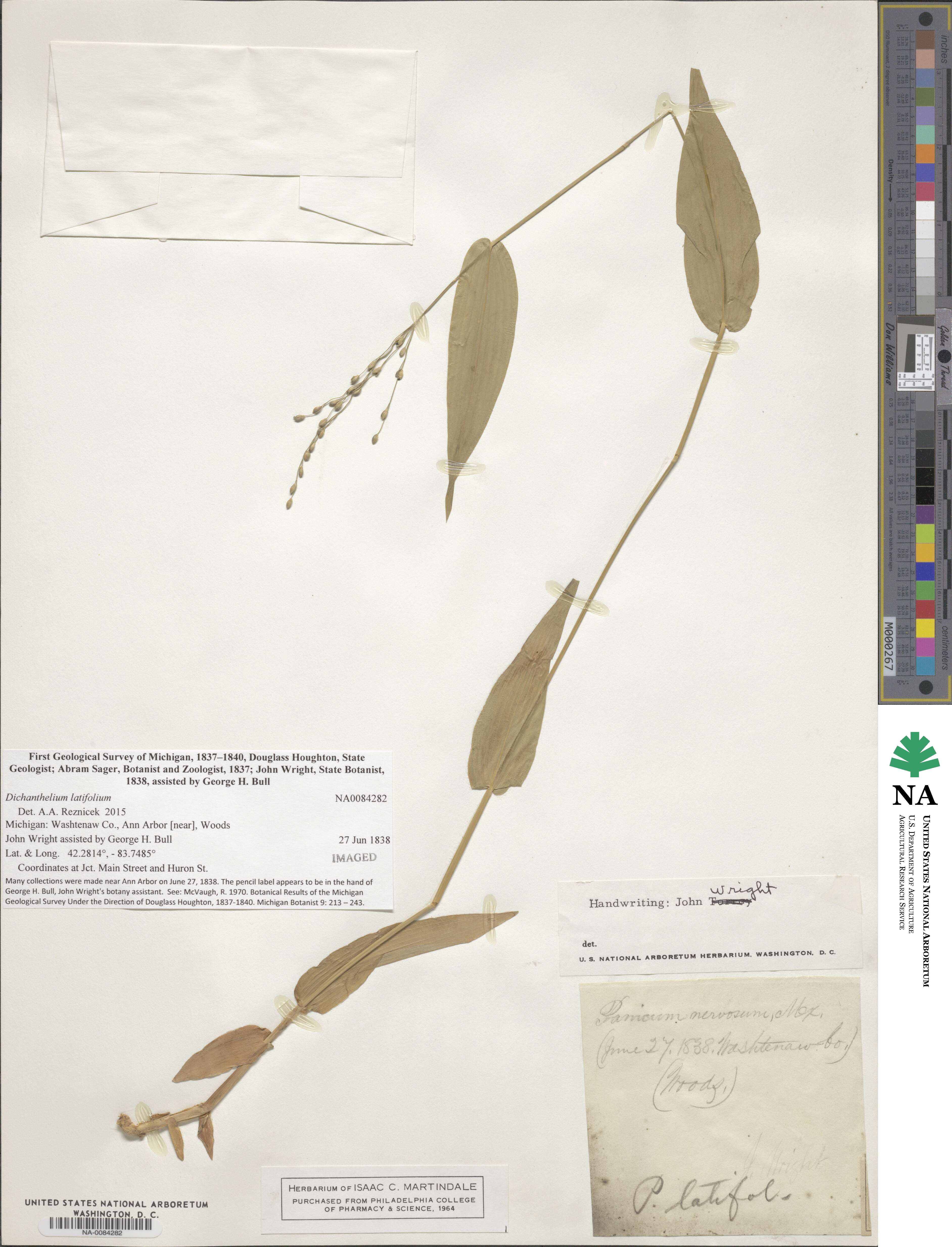 Dichanthelium latifolium image