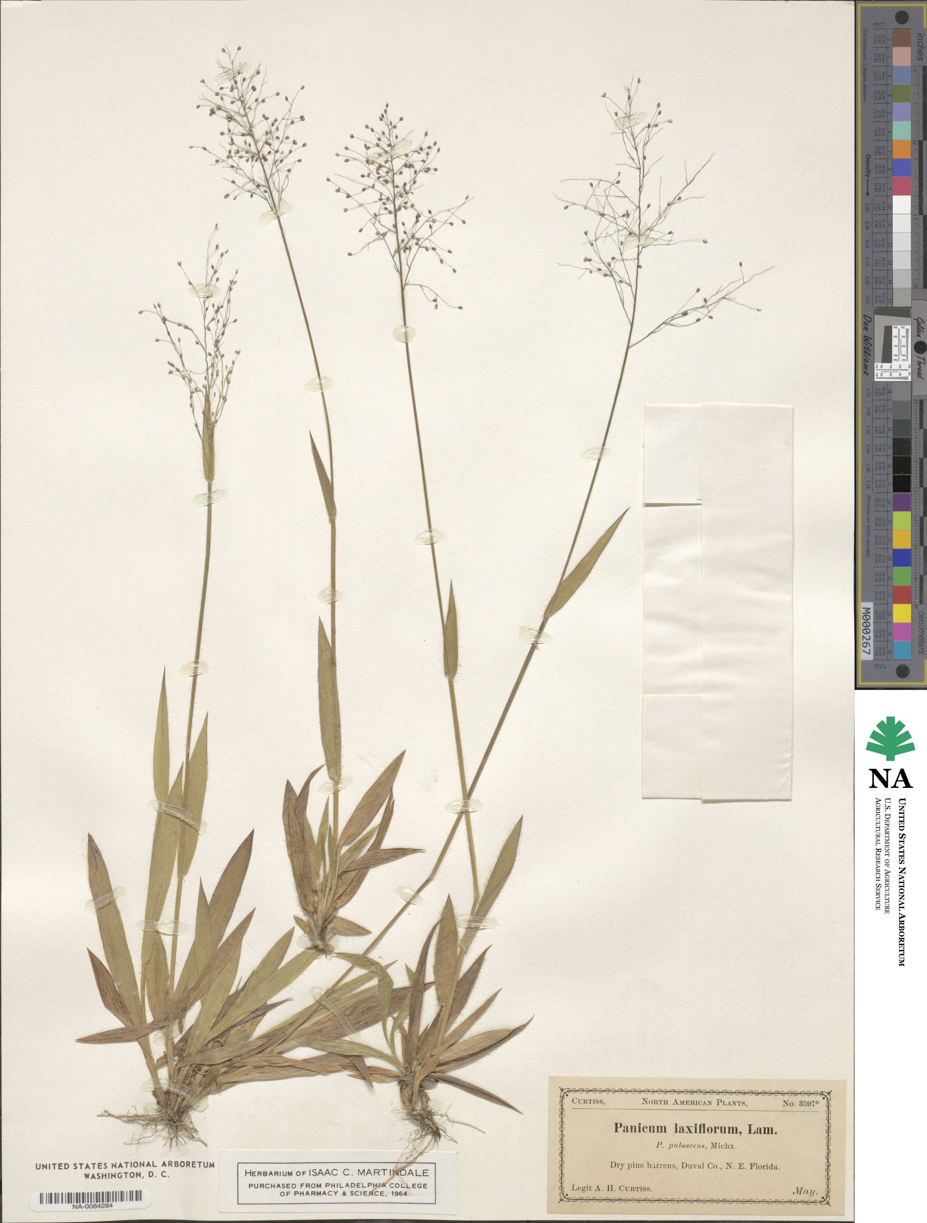 Dichanthelium laxiflorum image