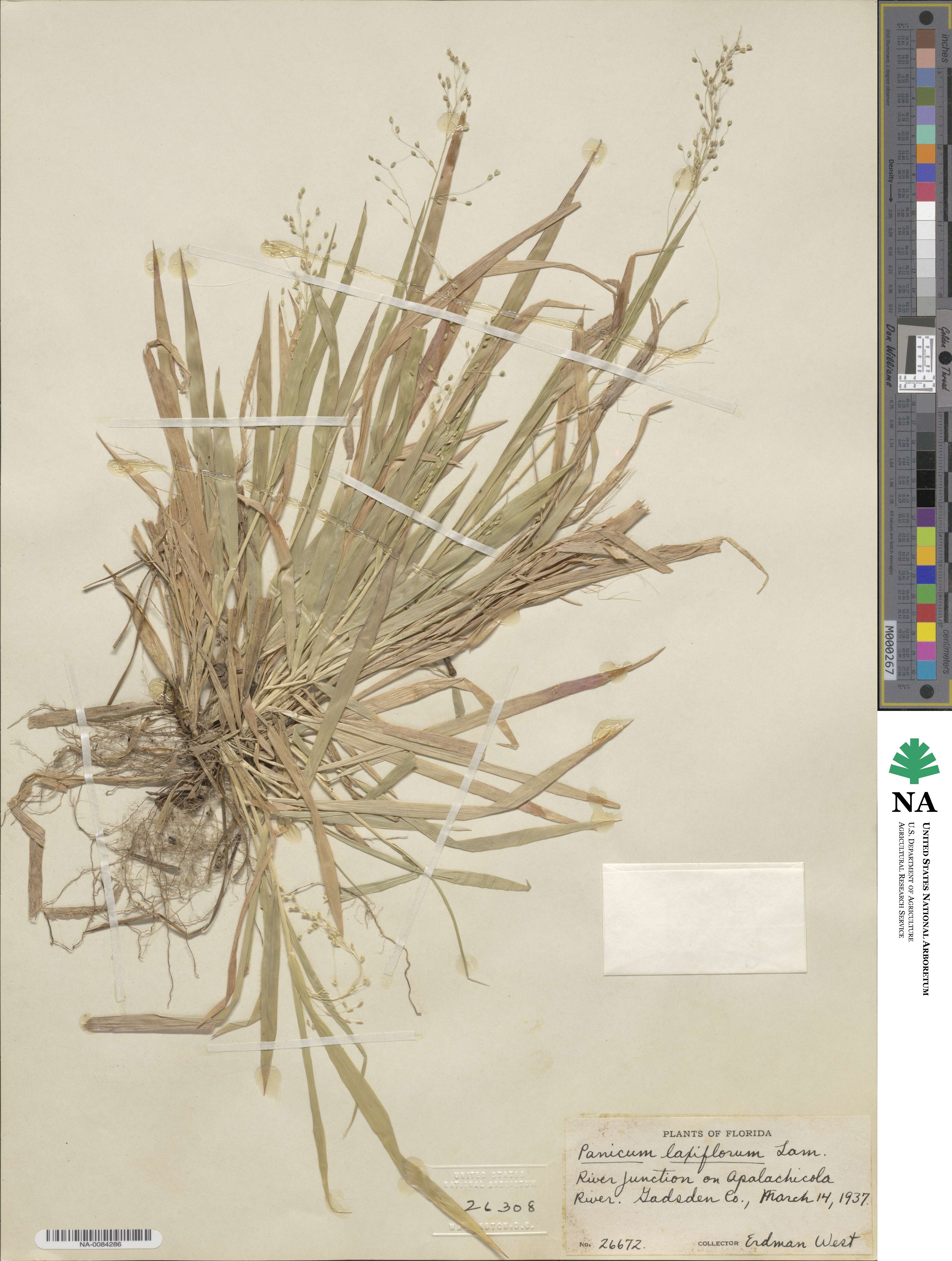 Dichanthelium laxiflorum image