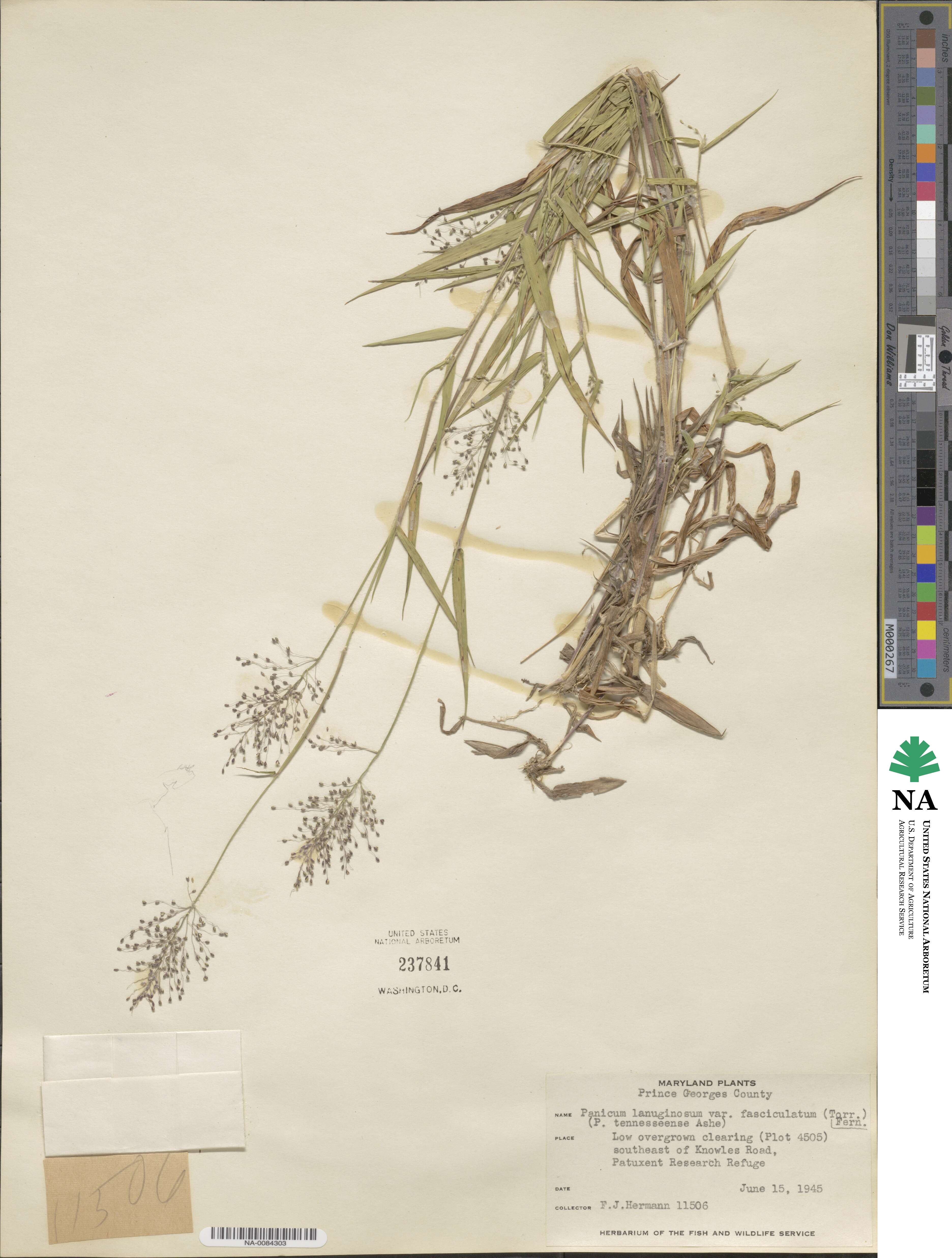 Dichanthelium lanuginosum image