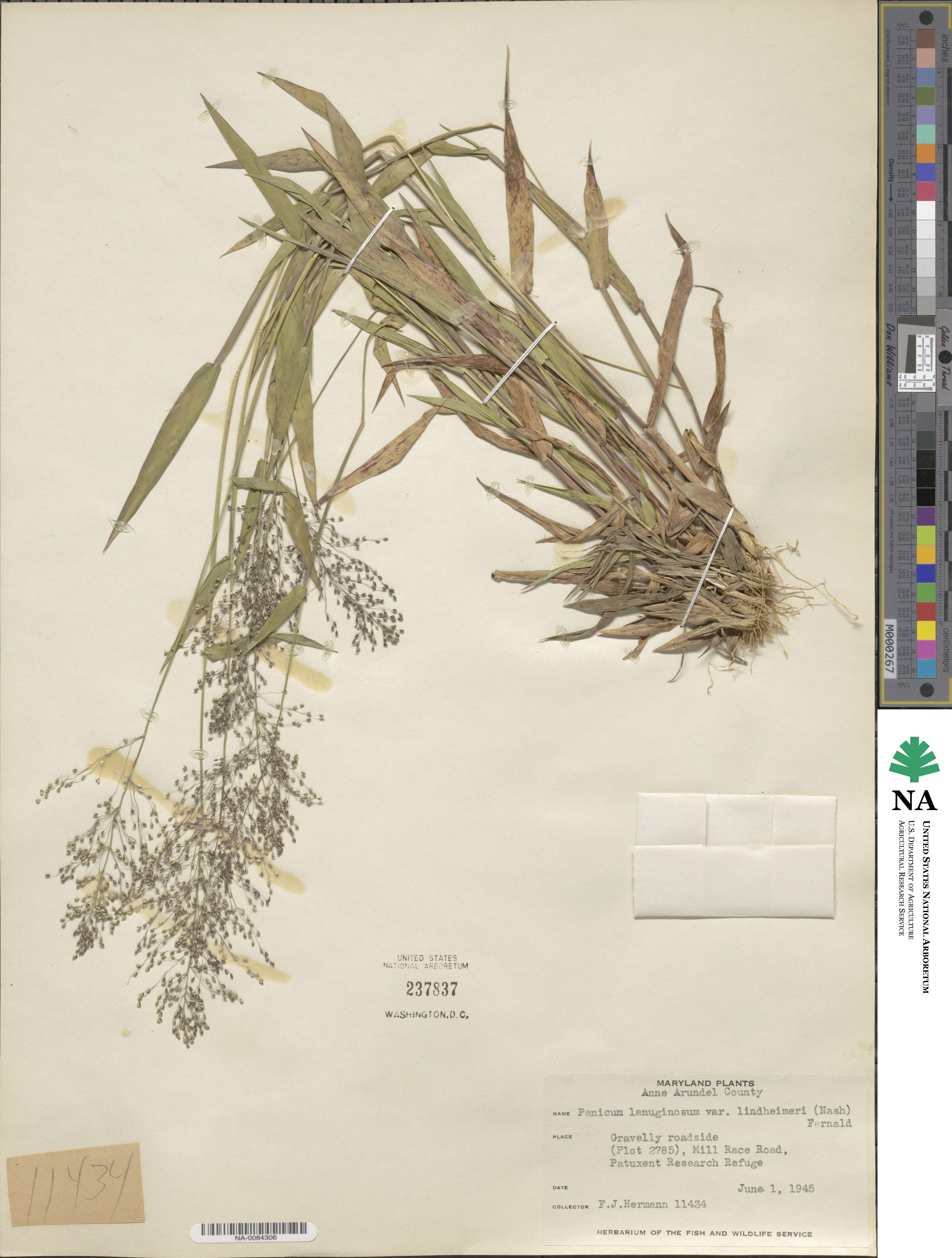 Dichanthelium lindheimeri image