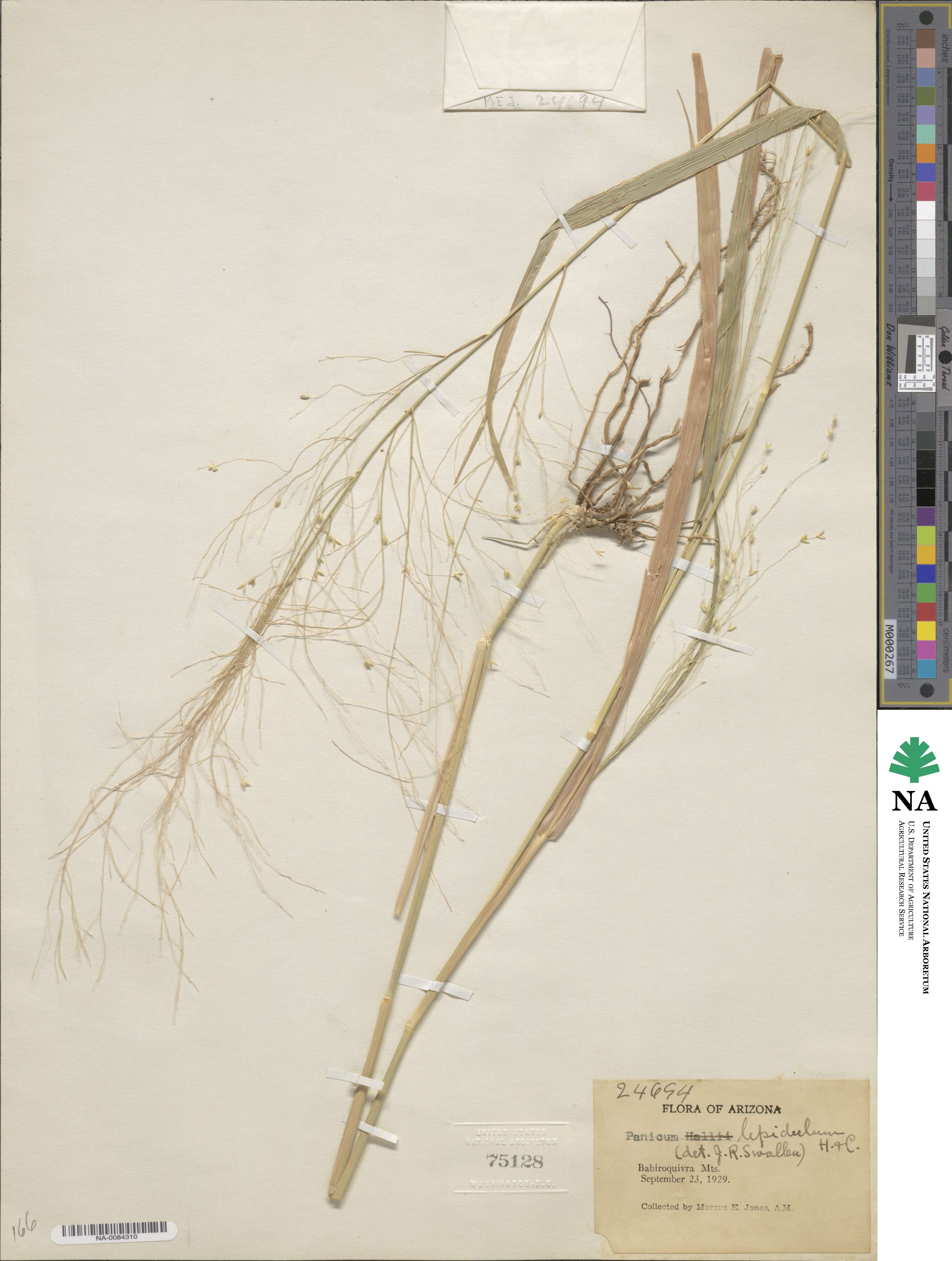Panicum lepidulum image