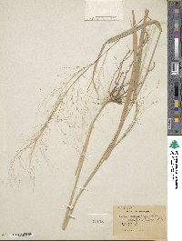 Panicum lepidulum image