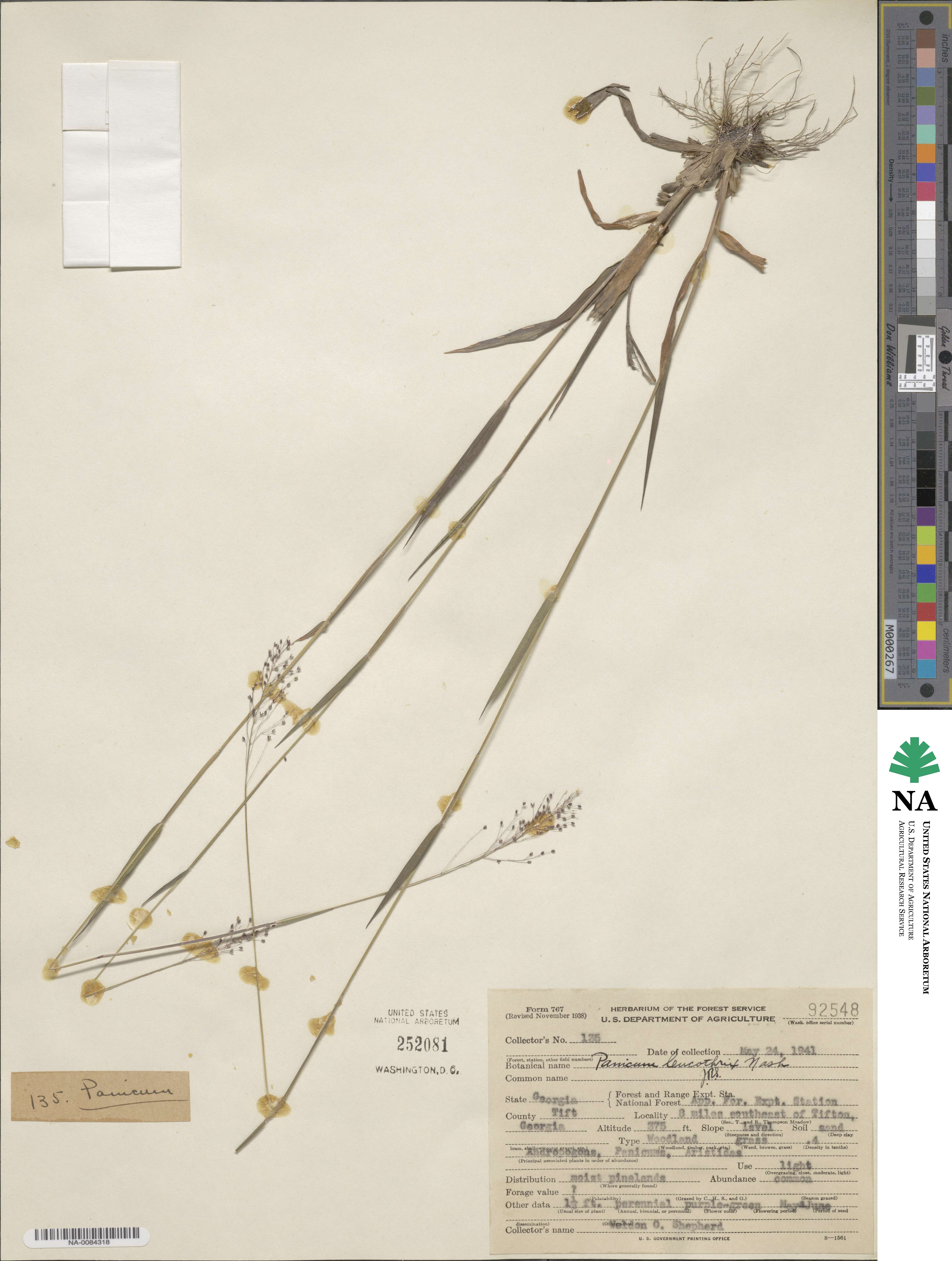 Dichanthelium longiligulatum image