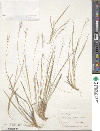 Dichanthelium linearifolium image