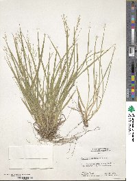 Dichanthelium linearifolium image