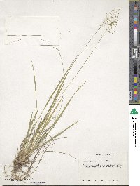 Dichanthelium linearifolium image