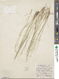 Dichanthelium linearifolium image