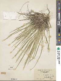 Dichanthelium linearifolium image