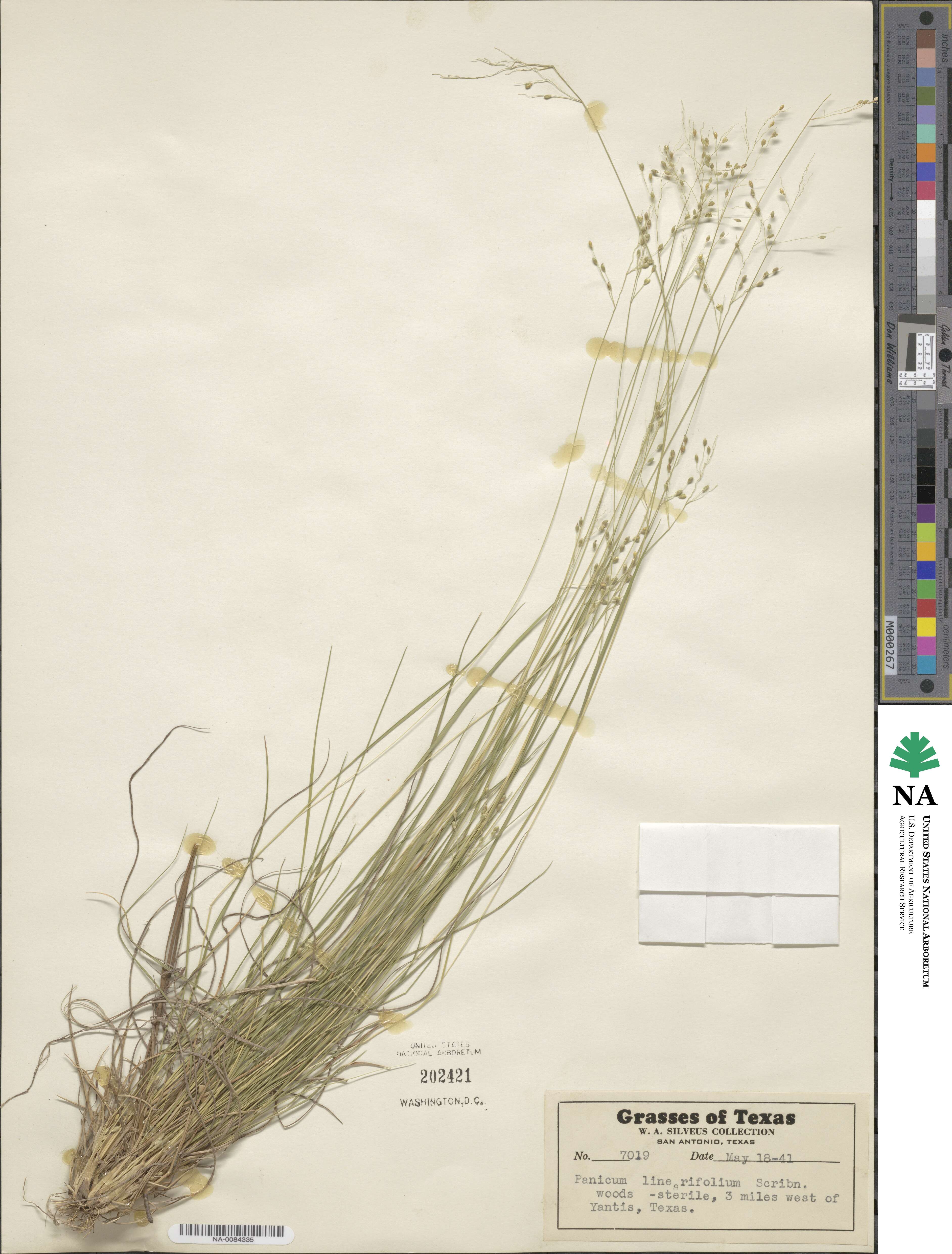 Dichanthelium linearifolium image