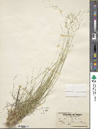 Dichanthelium linearifolium image