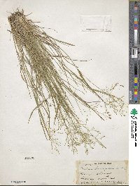 Dichanthelium linearifolium image