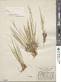 Dichanthelium linearifolium image