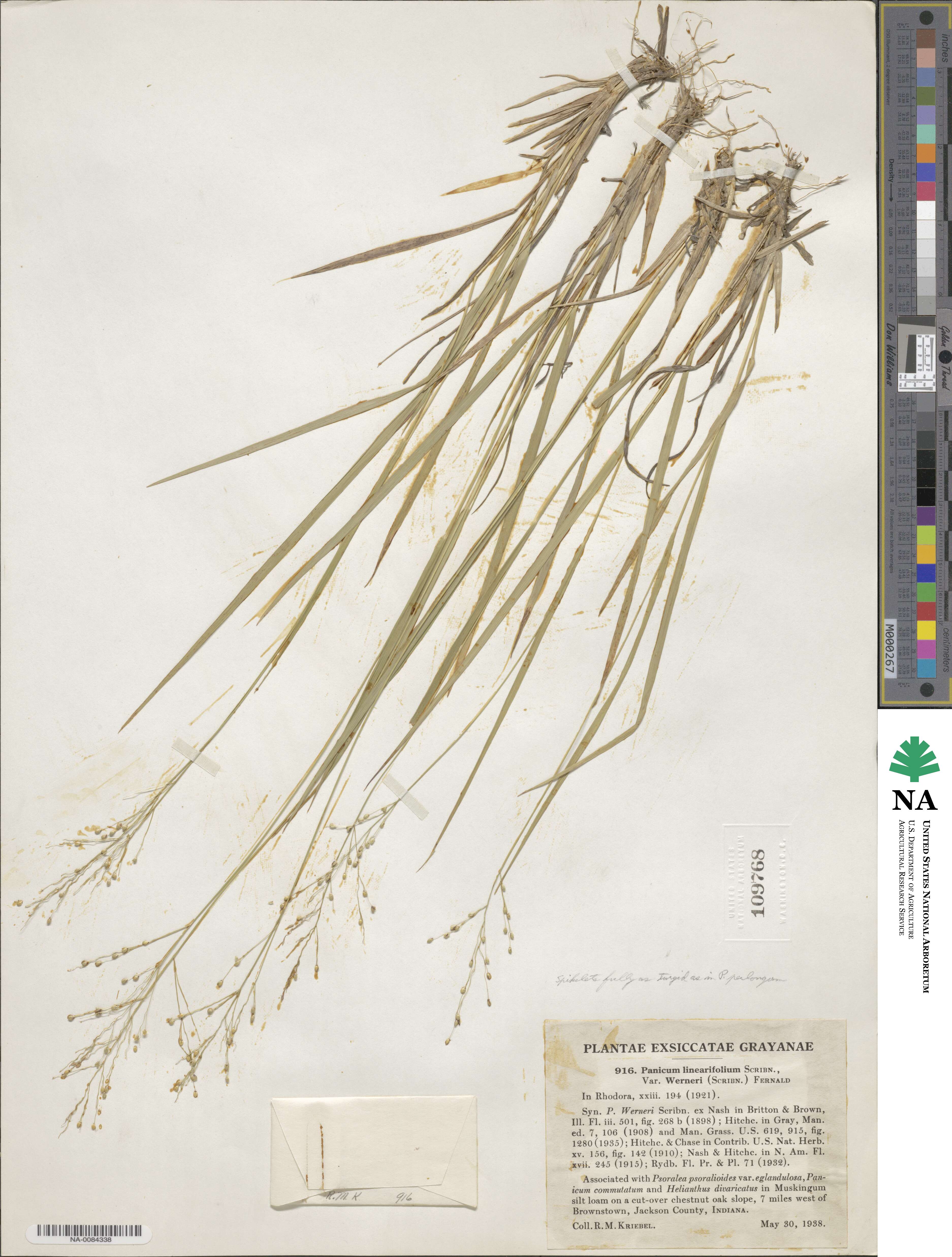 Dichanthelium linearifolium image