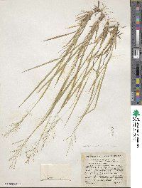 Dichanthelium linearifolium image