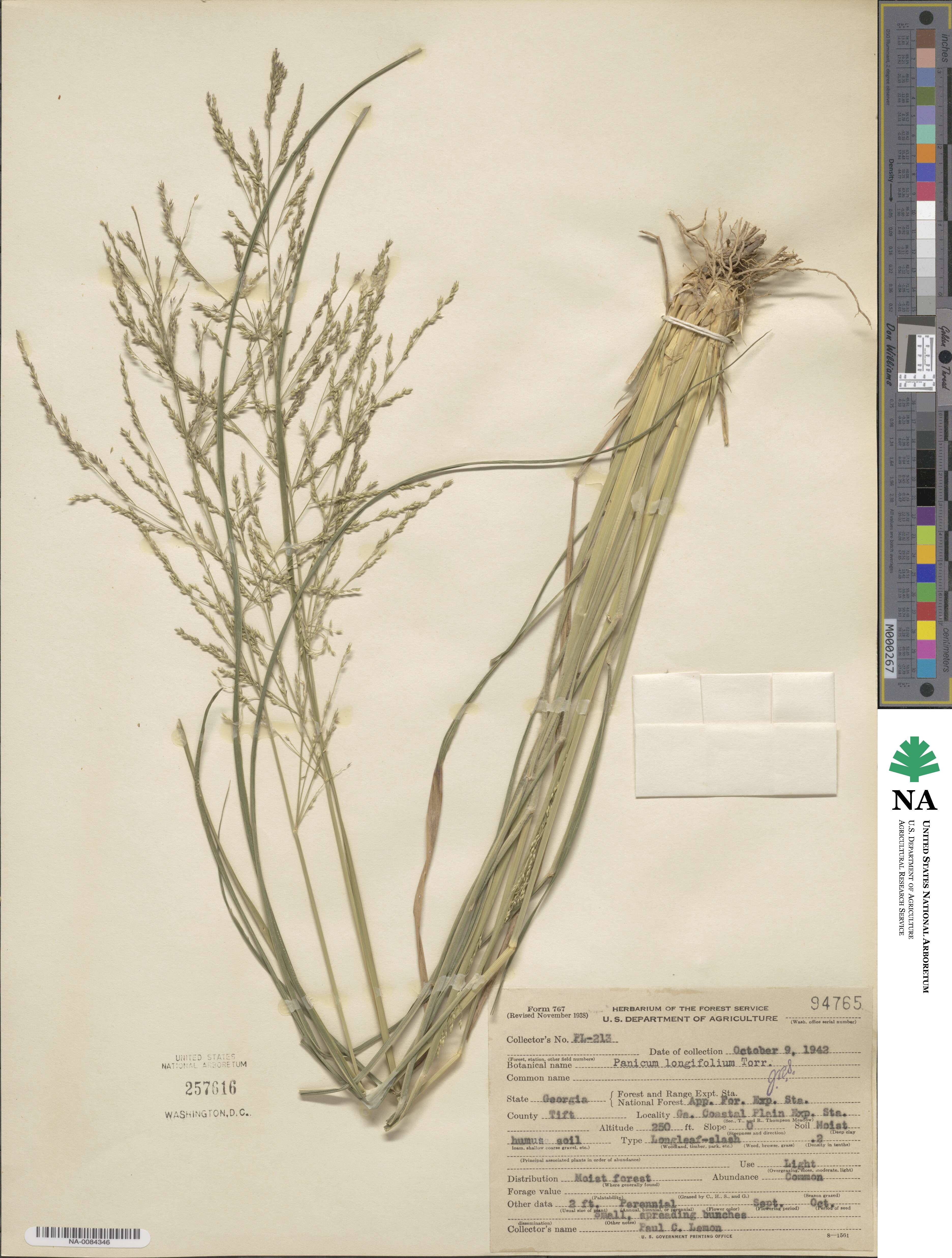 Coleataenia longifolia image