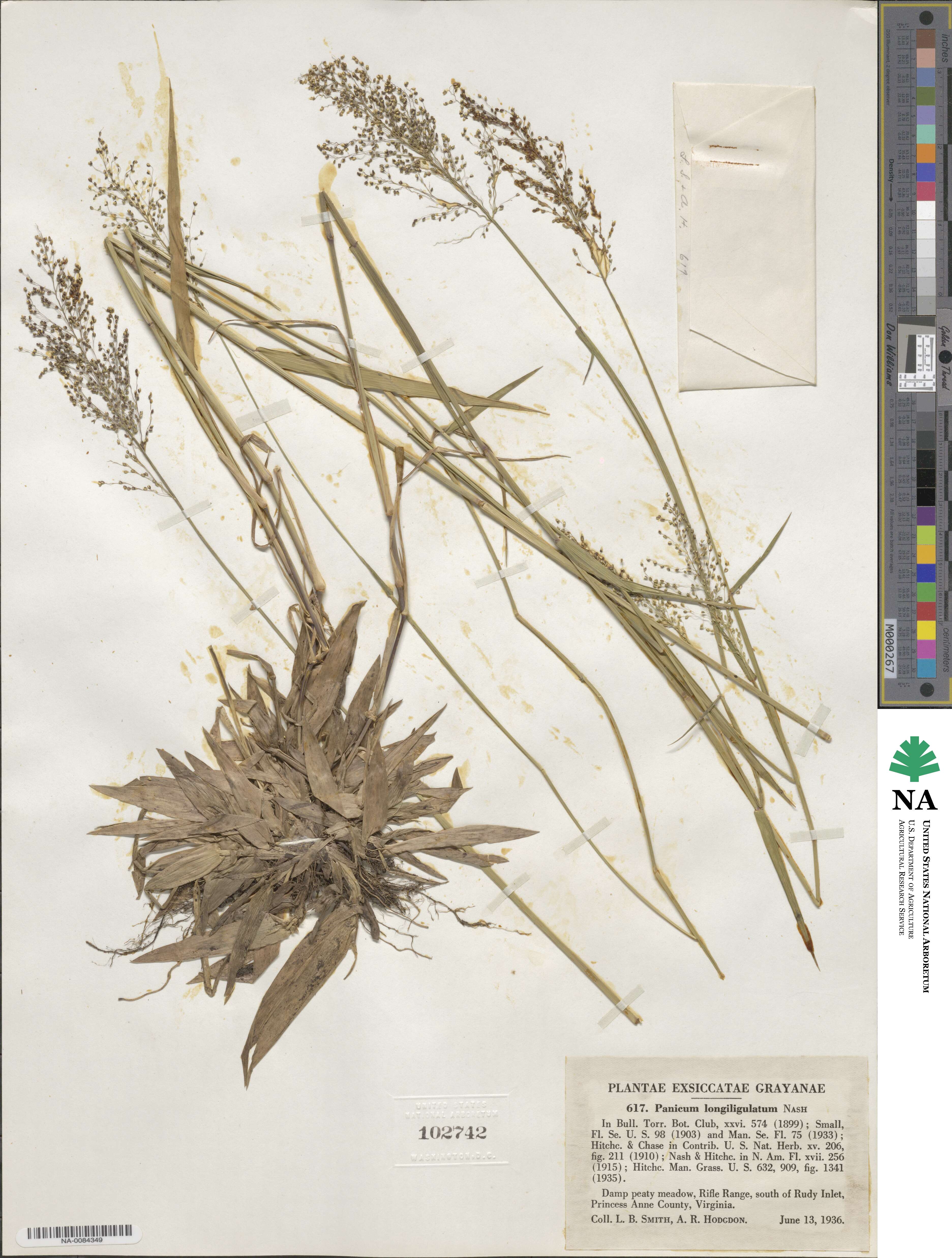 Dichanthelium longiligulatum image