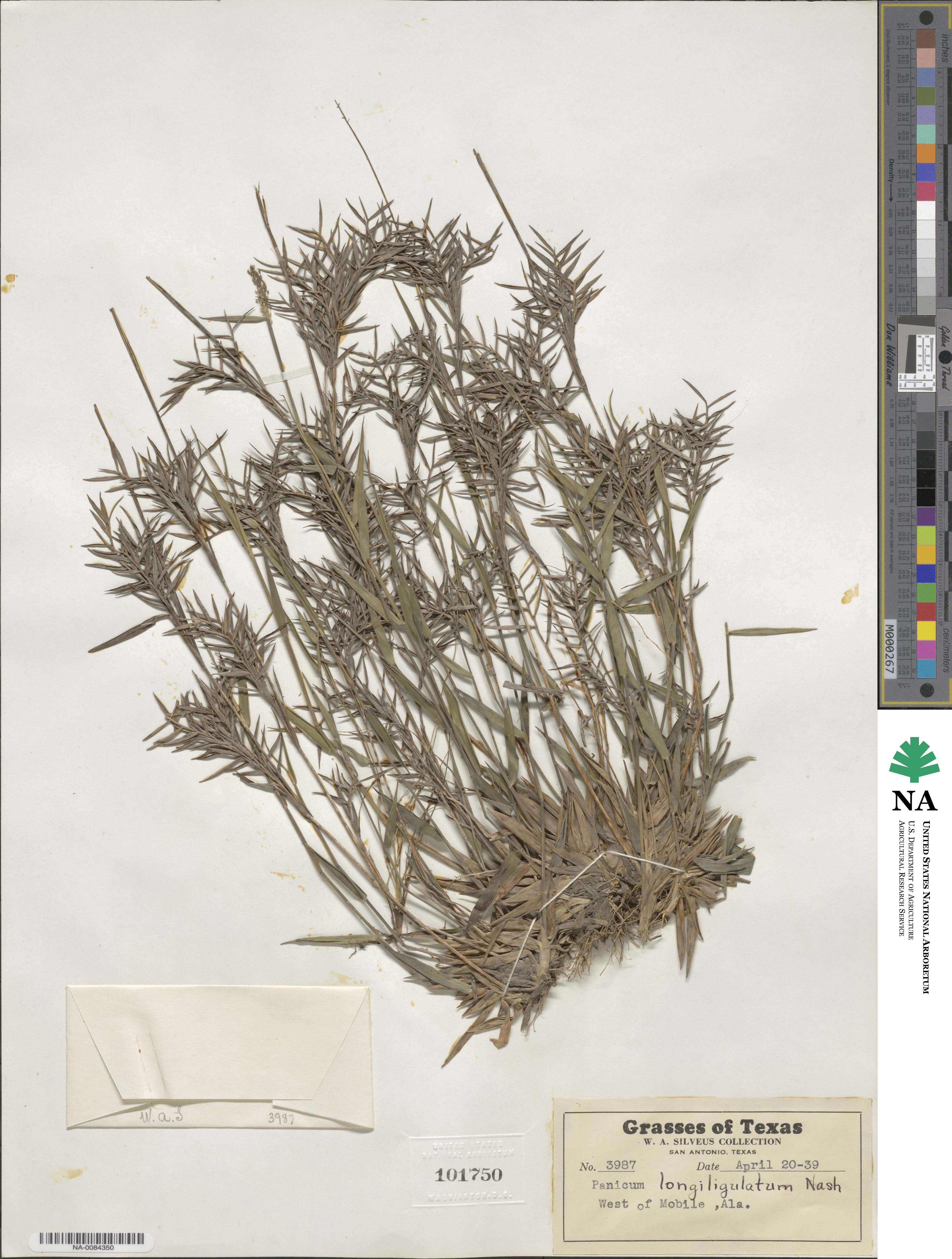 Dichanthelium longiligulatum image