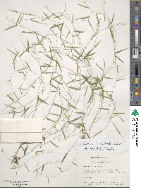 Panicum dichotomum image