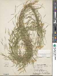 Panicum dichotomum image