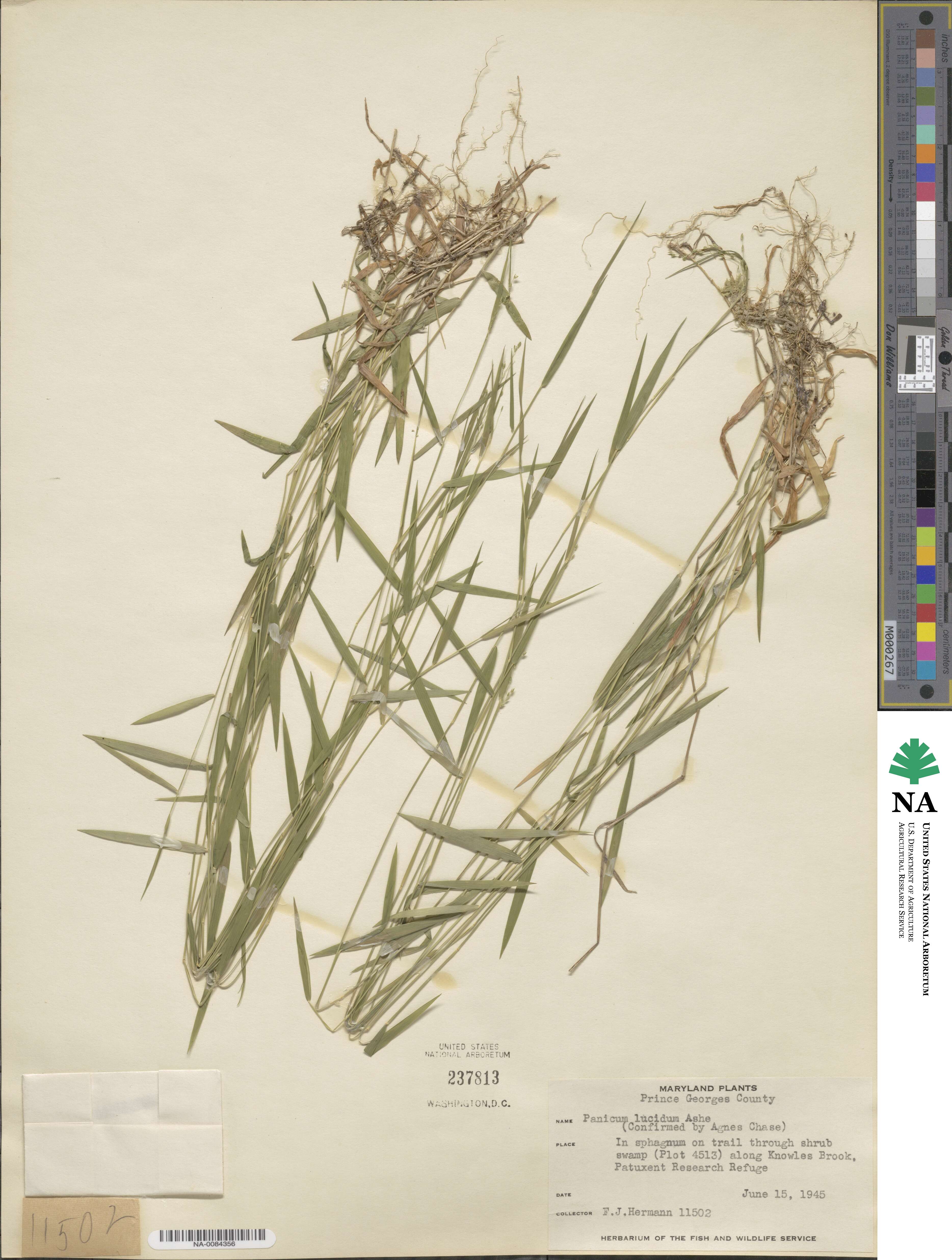 Panicum dichotomum image