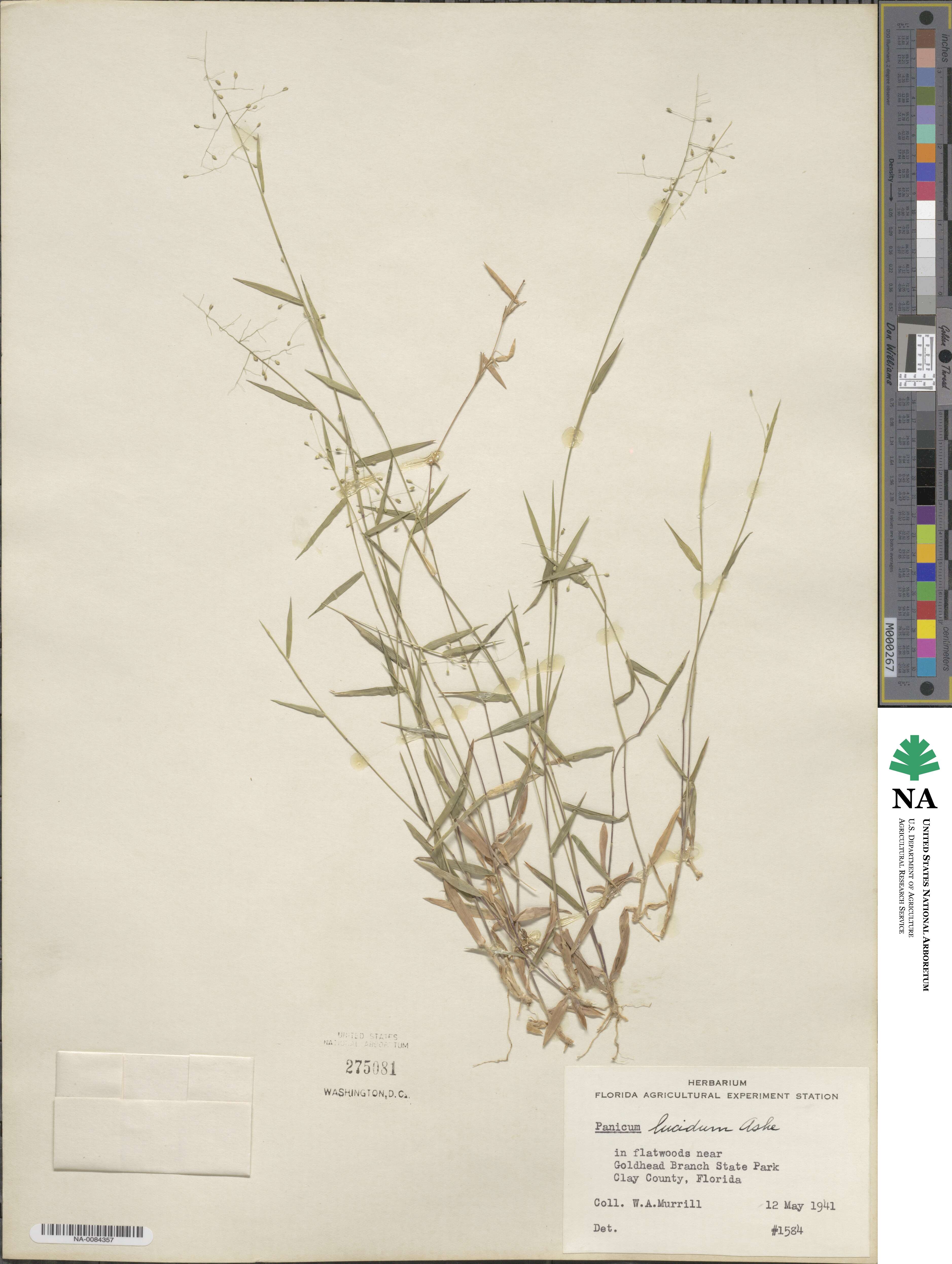 Panicum dichotomum image