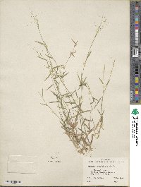 Panicum dichotomum image