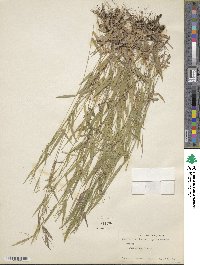 Panicum dichotomum image