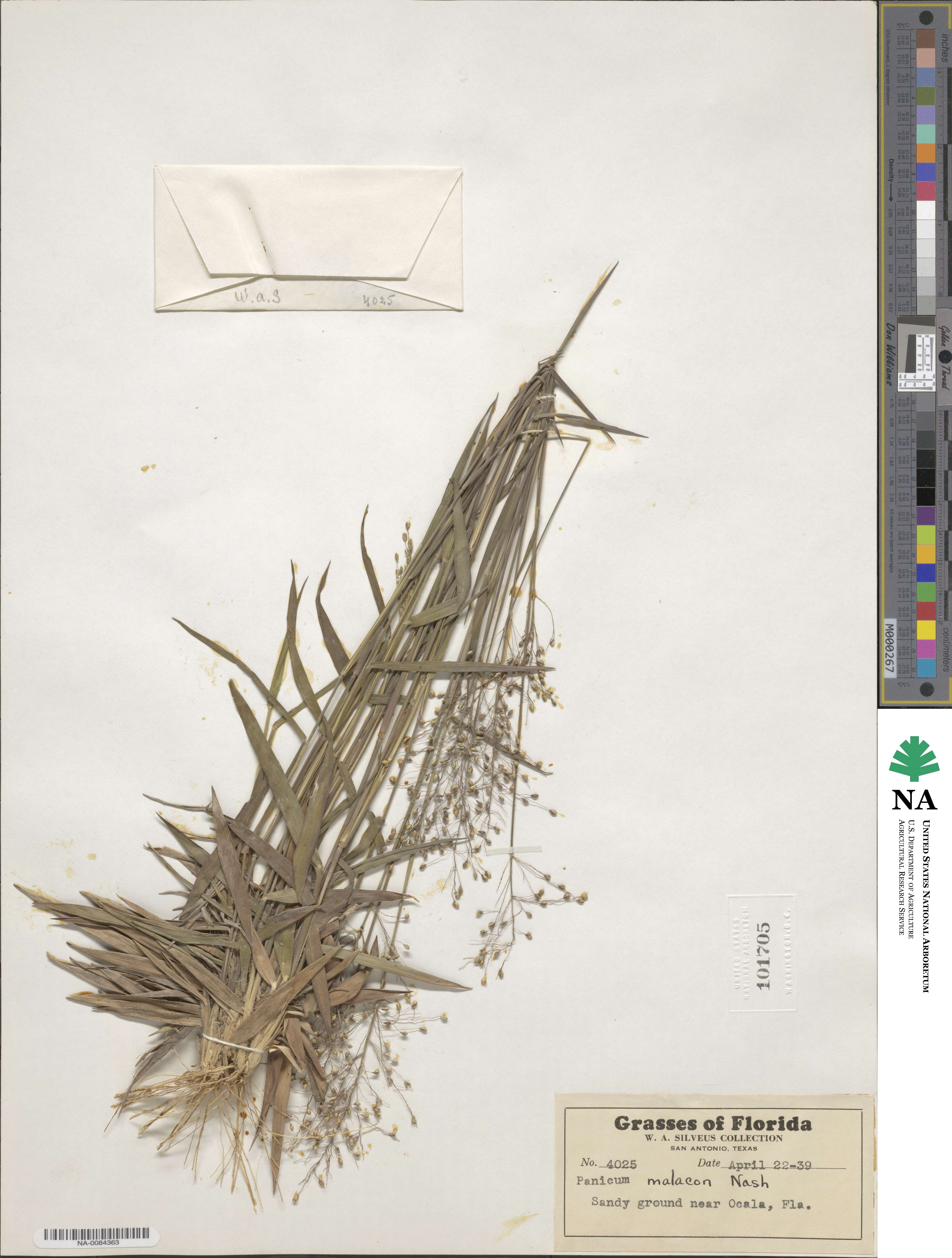 Dichanthelium ovale image