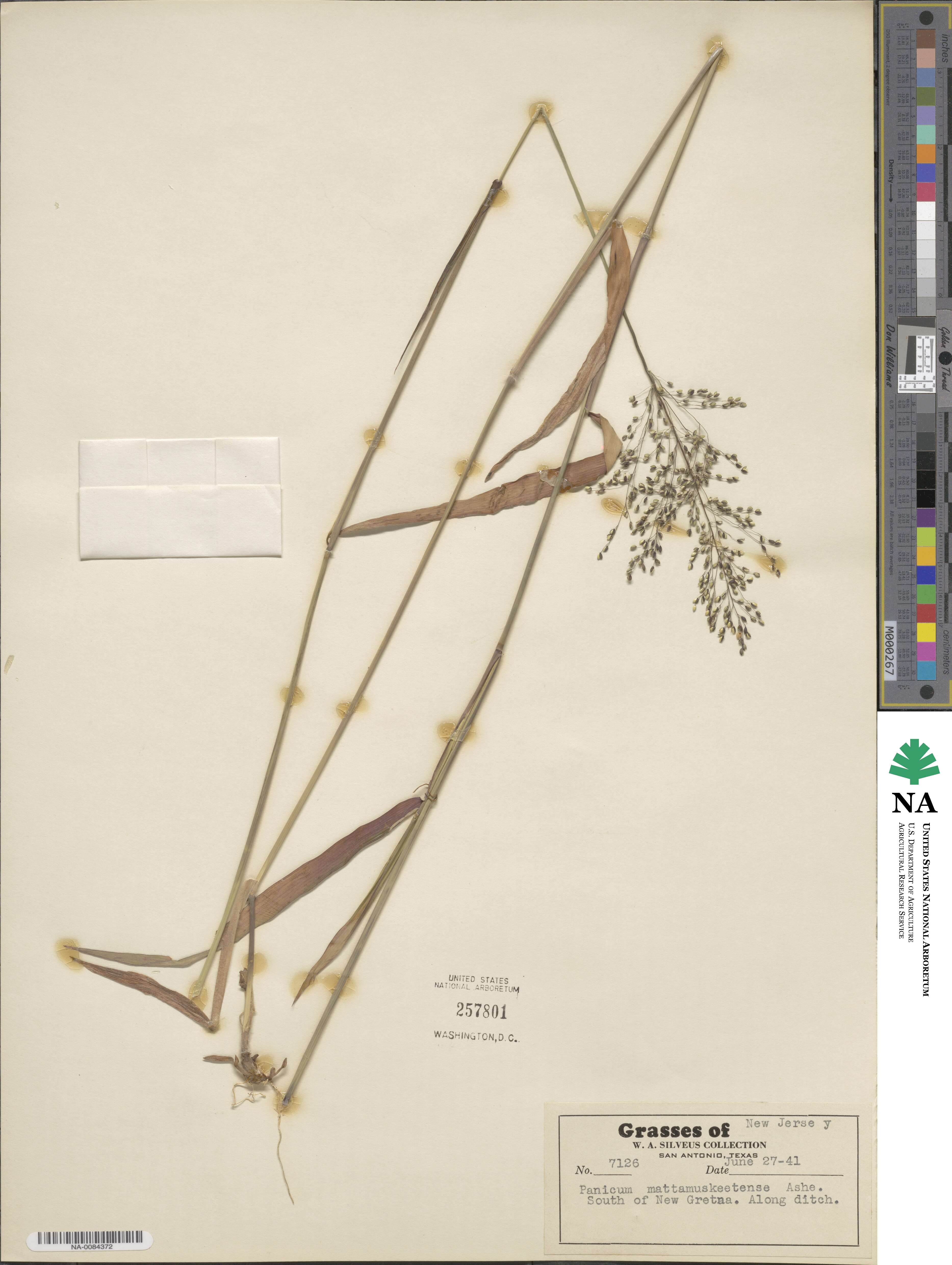 Dichanthelium mattamuskeetense image