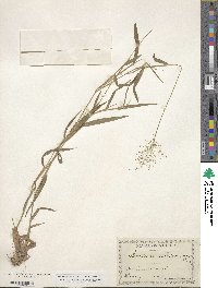 Dichanthelium microcarpon image