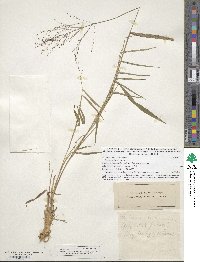 Dichanthelium dichotomum image