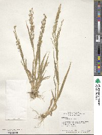 Panicum miliaceum image