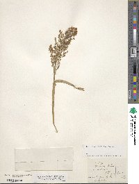 Panicum miliaceum image