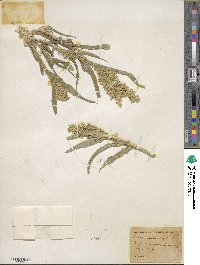 Panicum miliaceum image