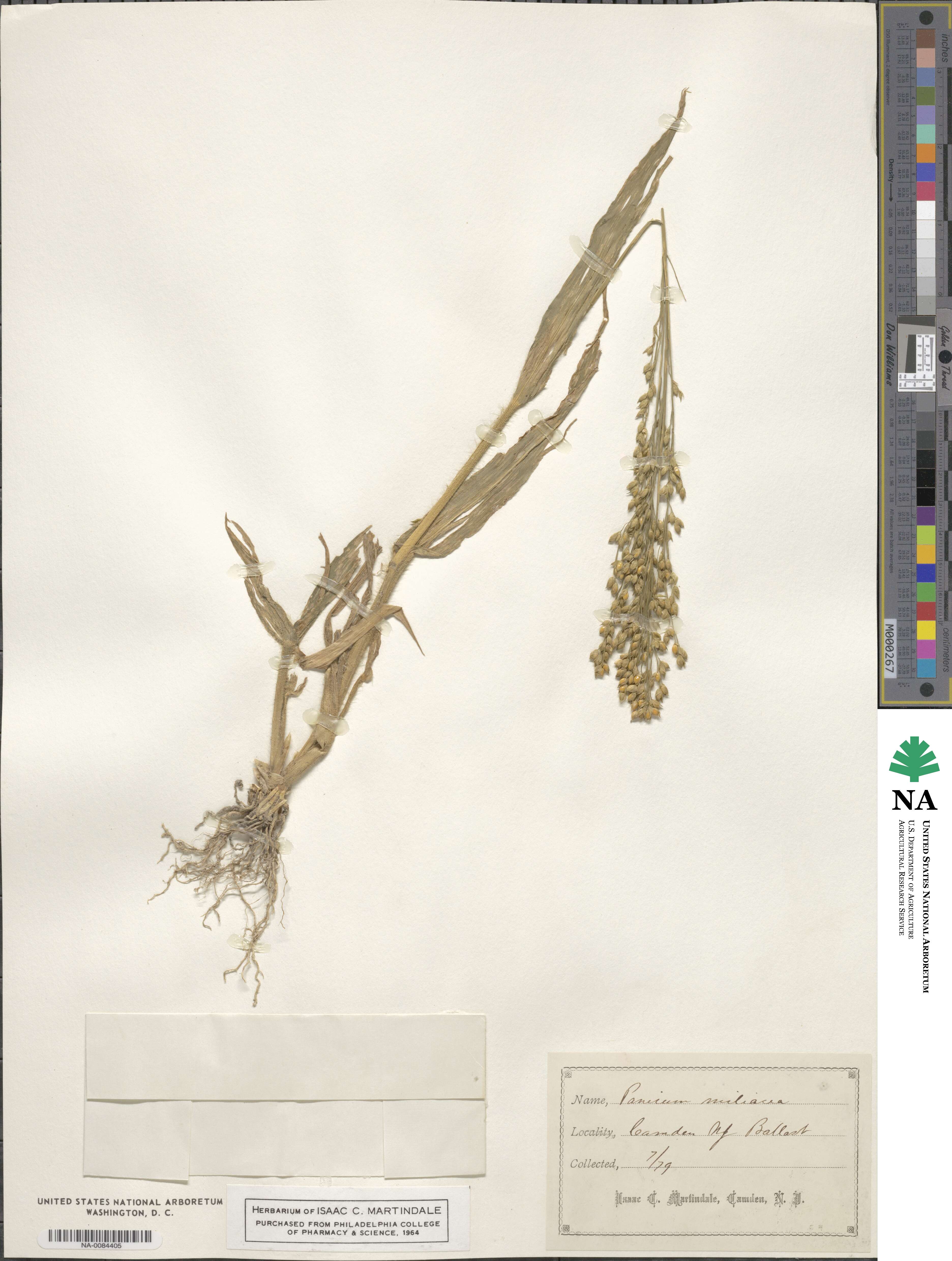 Panicum miliaceum image