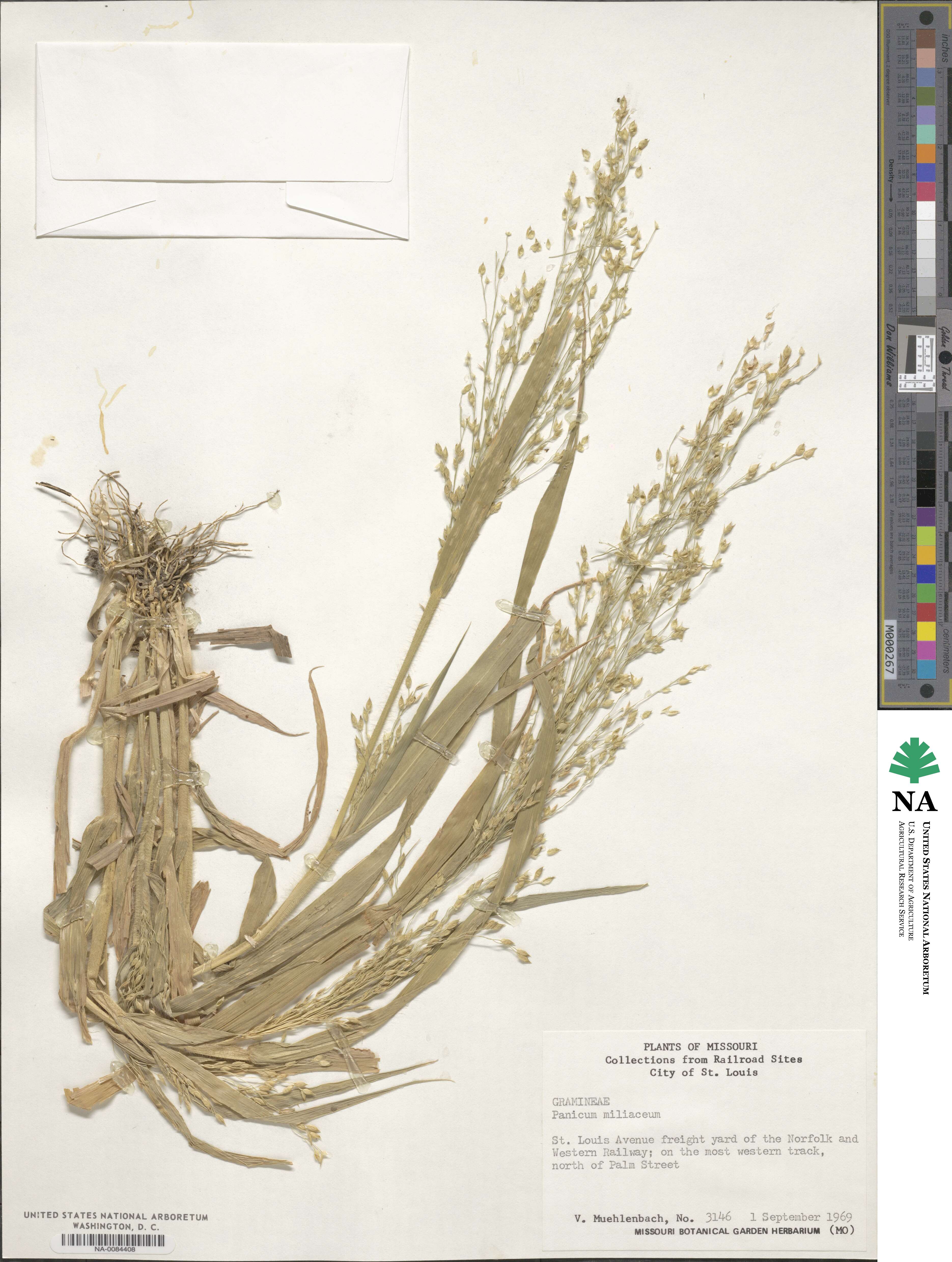 Panicum miliaceum image