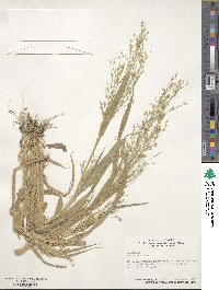 Panicum miliaceum image