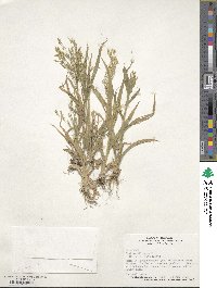 Panicum miliaceum image