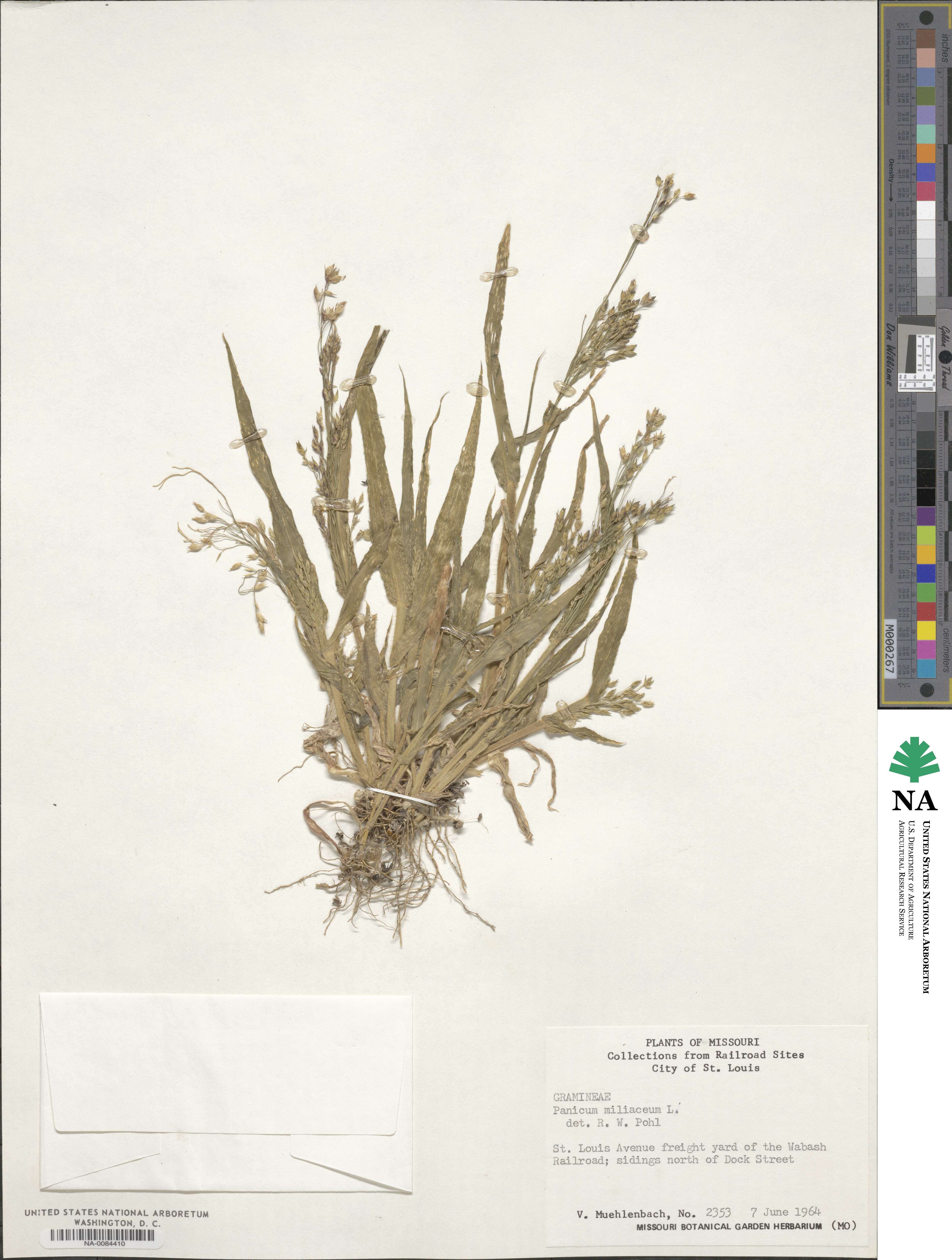 Panicum miliaceum image