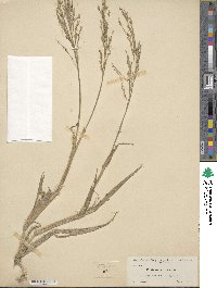 Panicum miliaceum image