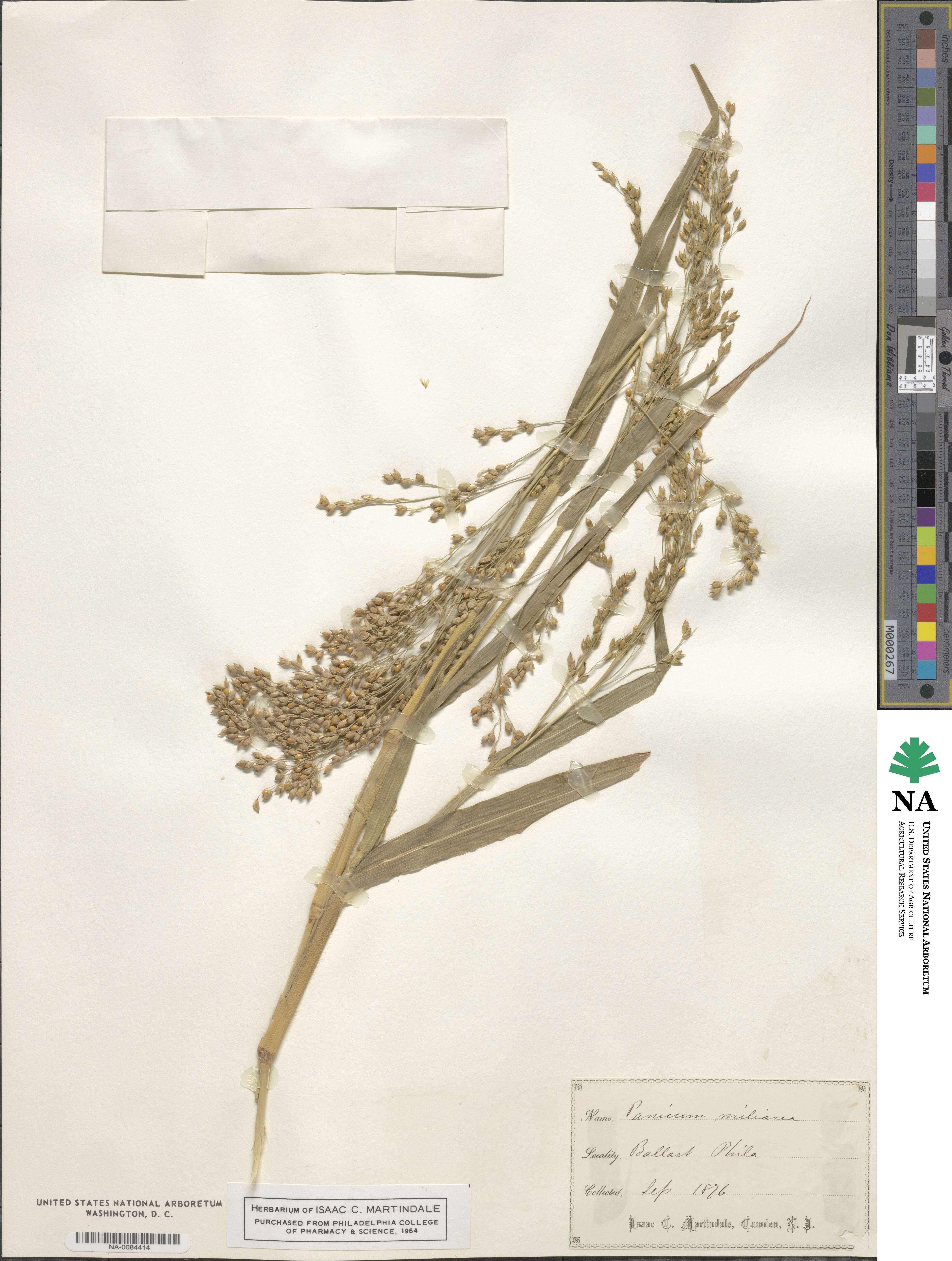 Panicum miliaceum image