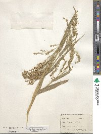 Panicum miliaceum image