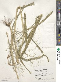 Panicum miliaceum image