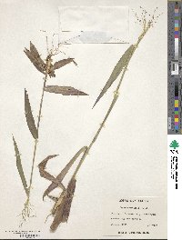 Panicum commutatum image