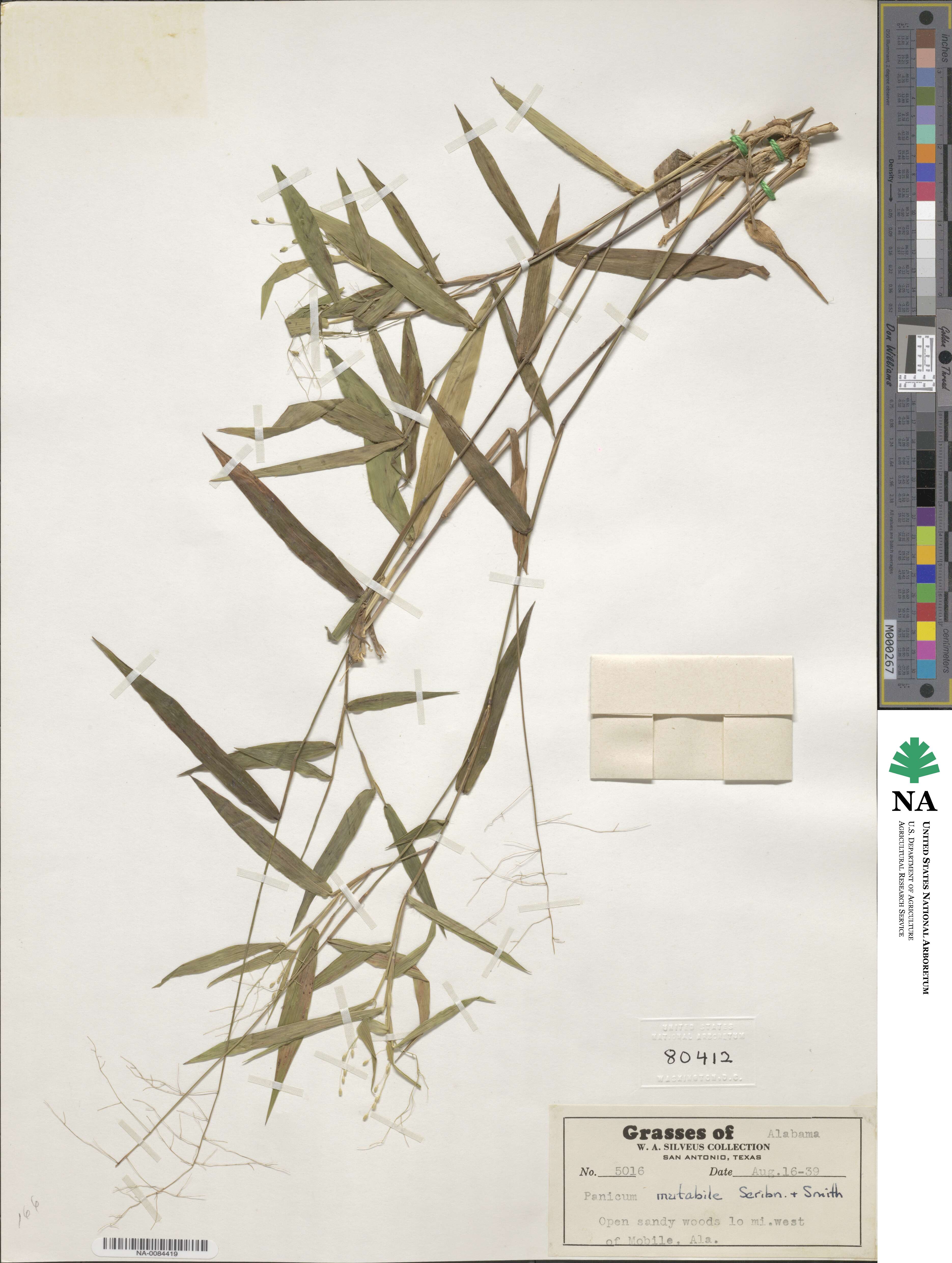 Panicum commutatum image