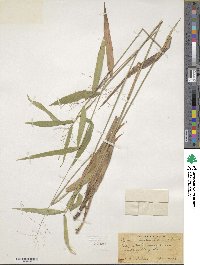 Panicum commutatum image